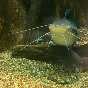 Meet your Posher, Millie